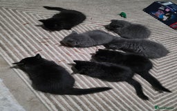 Mixed Breed cats for sale: Adorable fluffy kittens looking for a new home. - Image 1