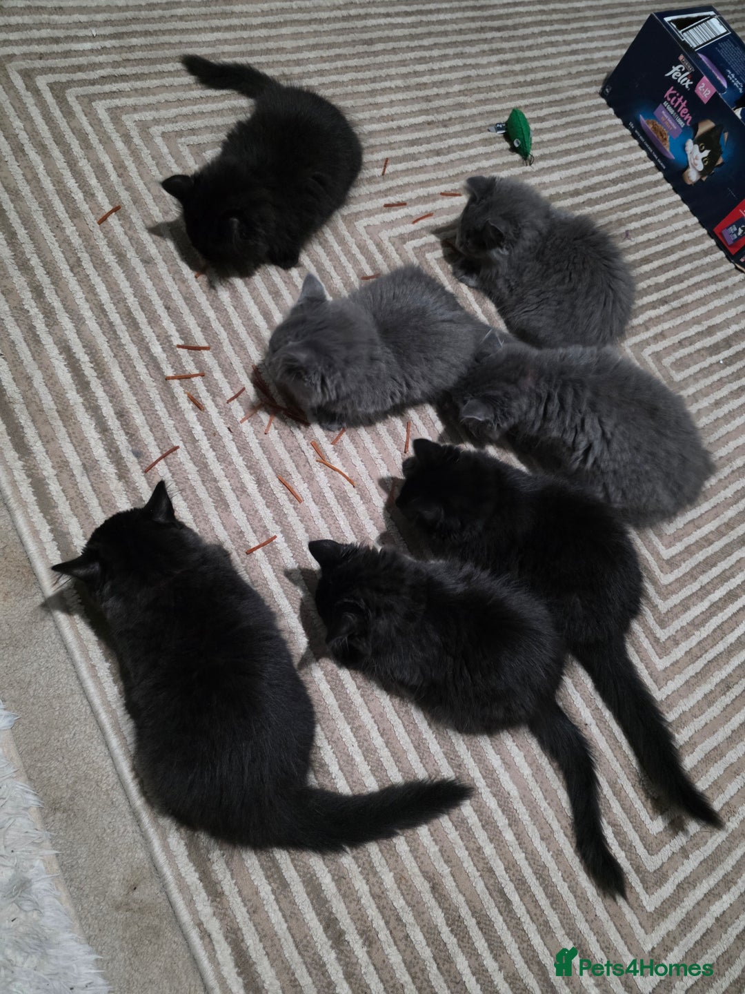 Mixed Breed cats for sale: Adorable fluffy kittens looking for a new home. - Image 1