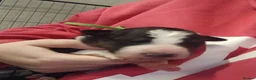 Border Collie dogs for sale: 1 beautiful boy left - Advert 25