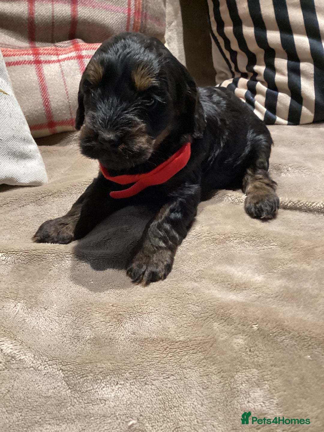 Cockapoo dogs for sale: Cockerpoo  - Advert 7