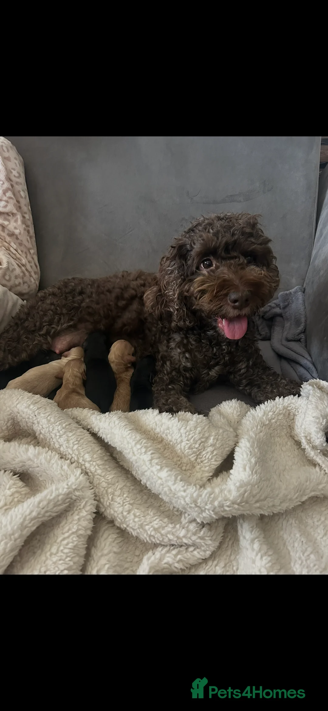 Cockapoo dogs for sale: Beautiful Cockapoos in Perth - Advert 2