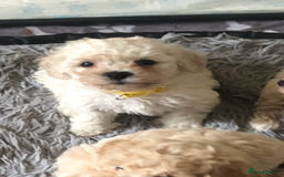 Poochon dogs for sale: Poochon pups for sale - Image 8