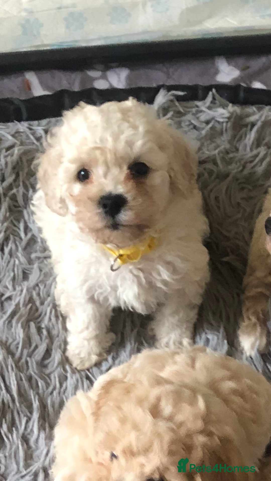 Poochon dogs for sale: Poochon pups for sale - Image 8