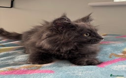 Maine Coon cats for sale: Stunning Maine Coon Kittens  - Image 8