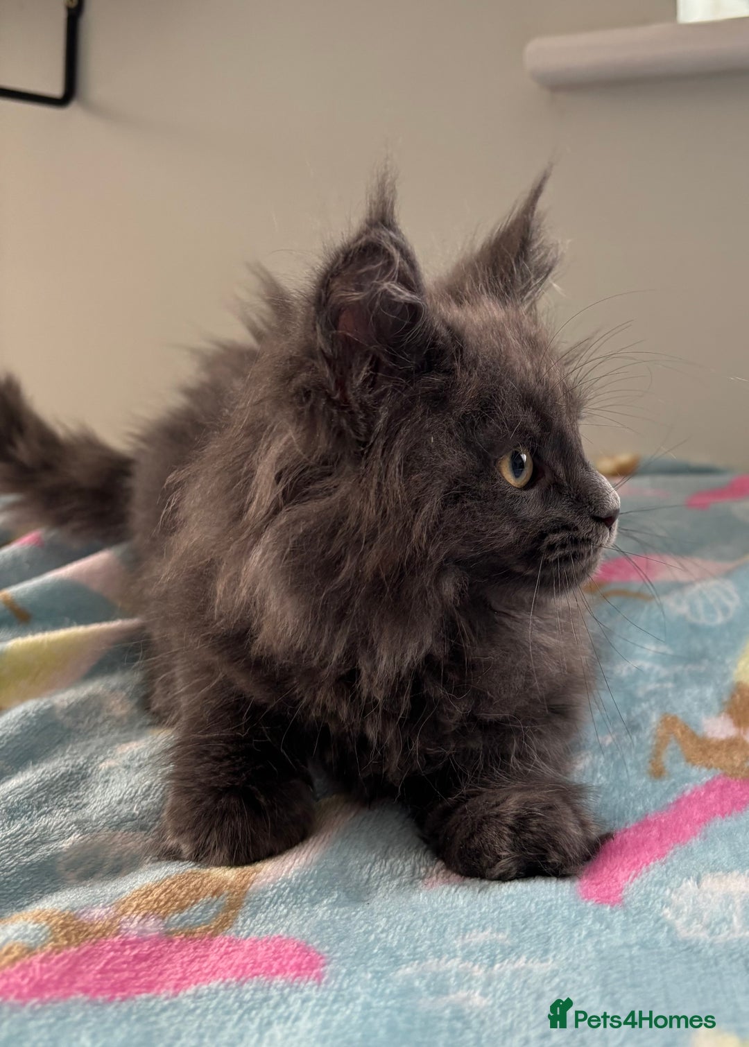 Maine Coon cats for sale: Stunning Maine Coon Kittens  - Image 8