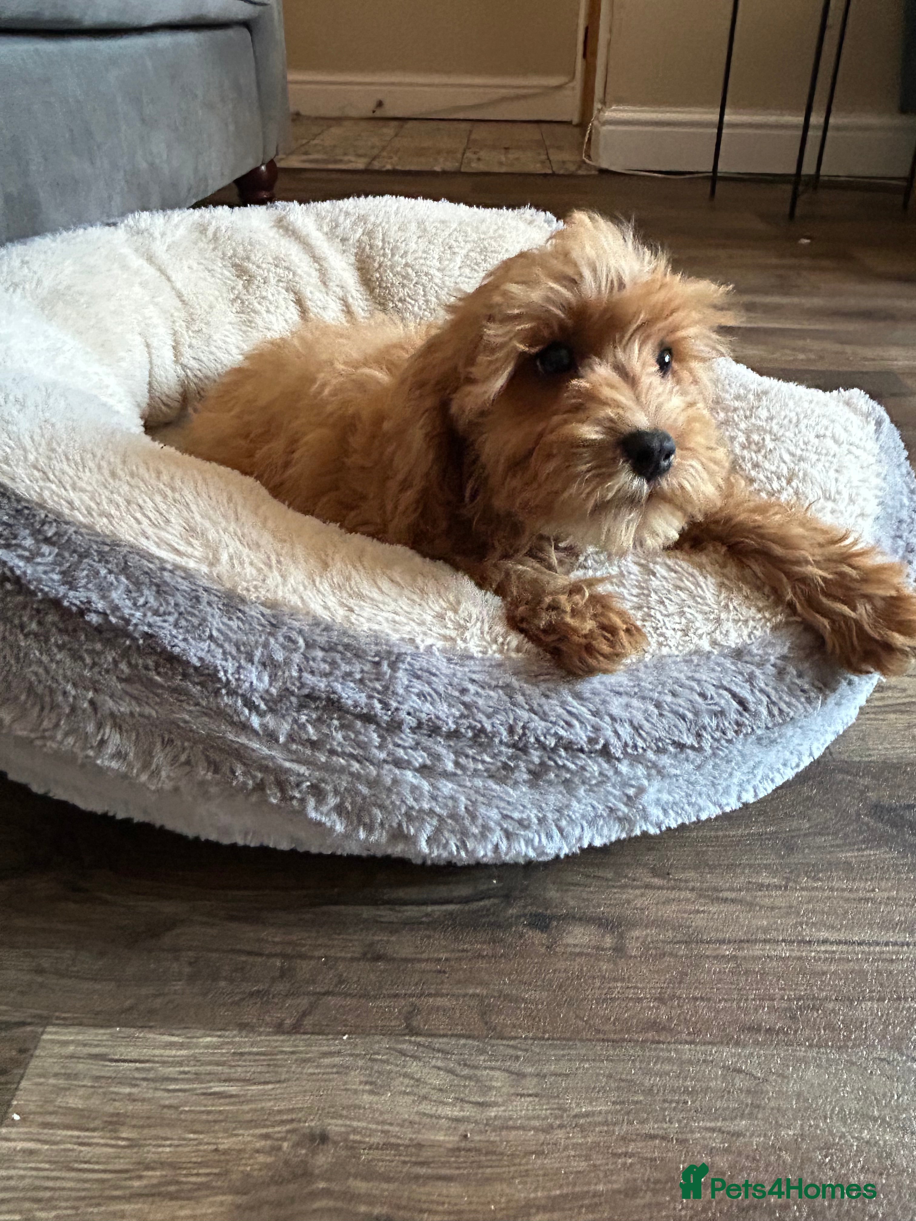 Cavapoo dogs Multigenerational Australian labradoodle cavapoo  - Advert 2