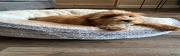 Cavapoo dogs for sale: Multigenerational Australian labradoodle cavapoo  - Advert 12
