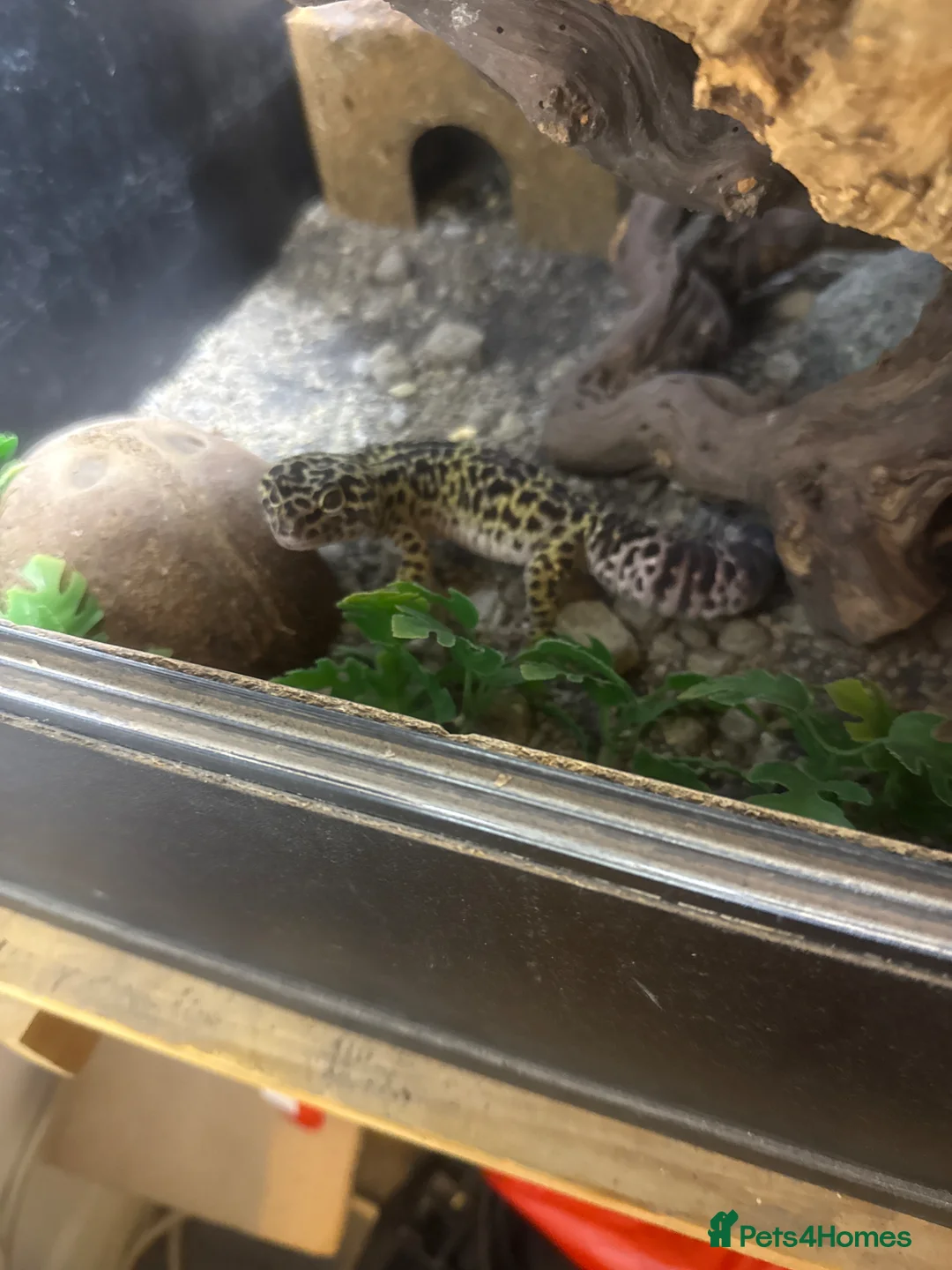 Leopard Gecko reptiles for sale: Male Mack snow Leopard Gecko - Advert 2