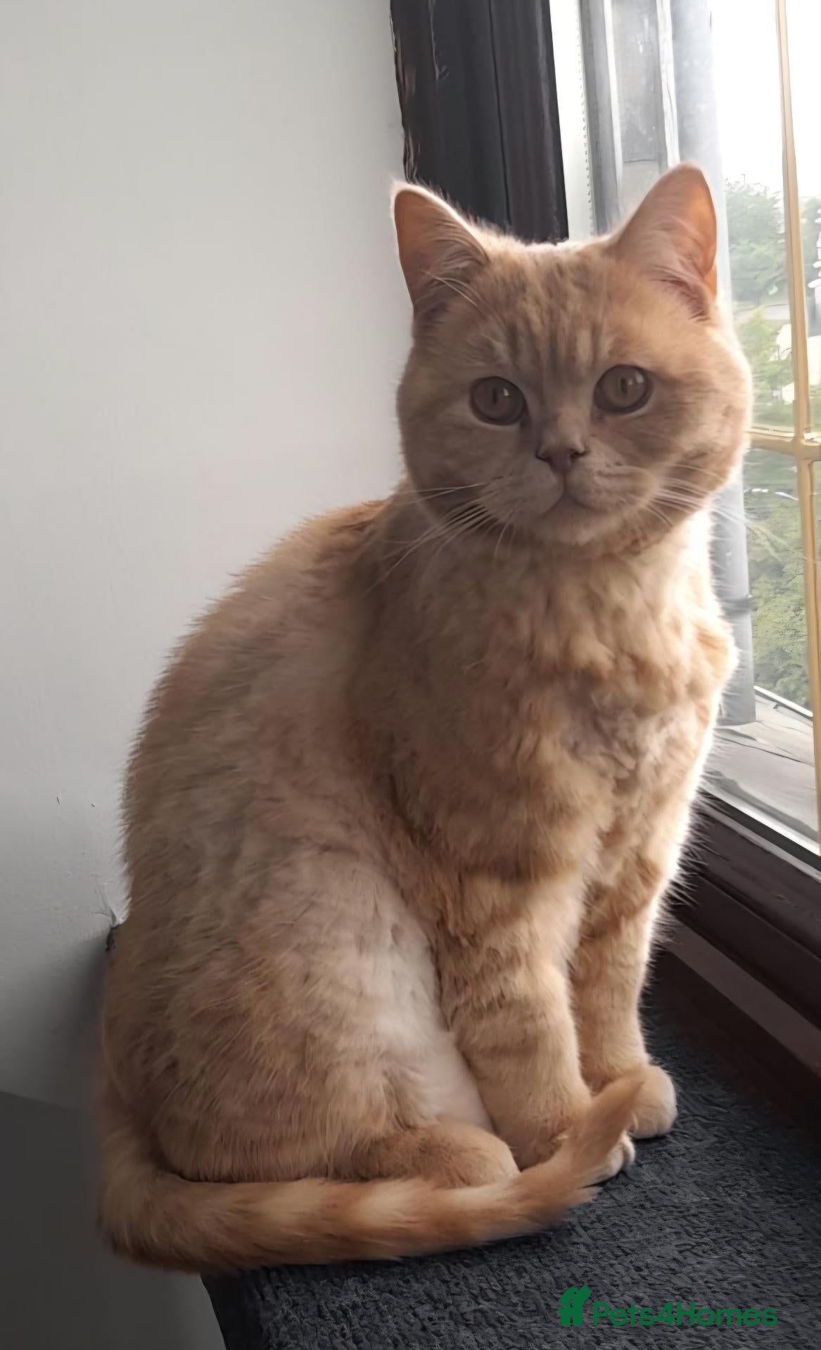 British Shorthair cats British Shorthair cream boy - Advert 3