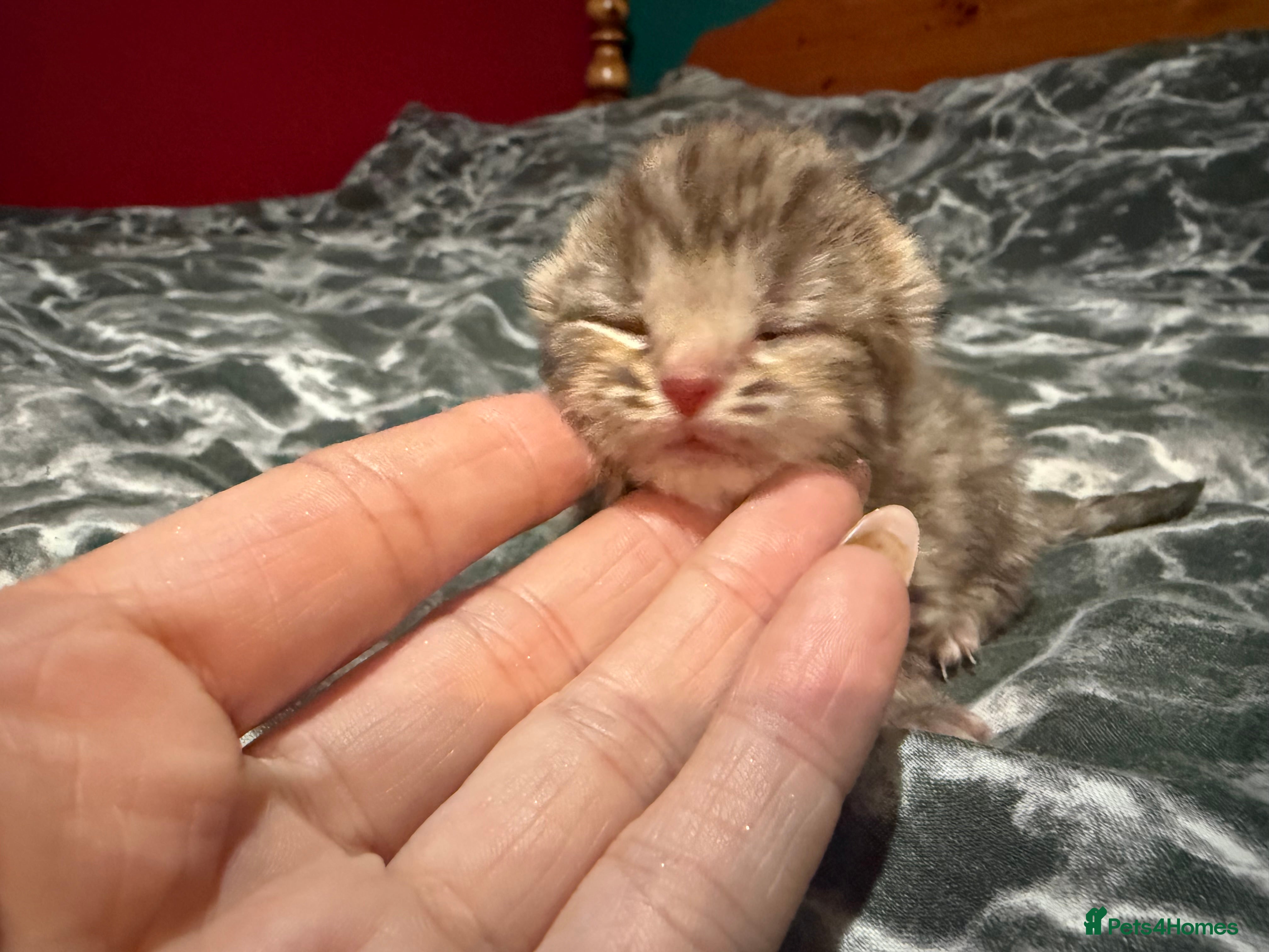 Norwegian Forest Cat cats 2 super loving fluffy boy still available  - Advert 17