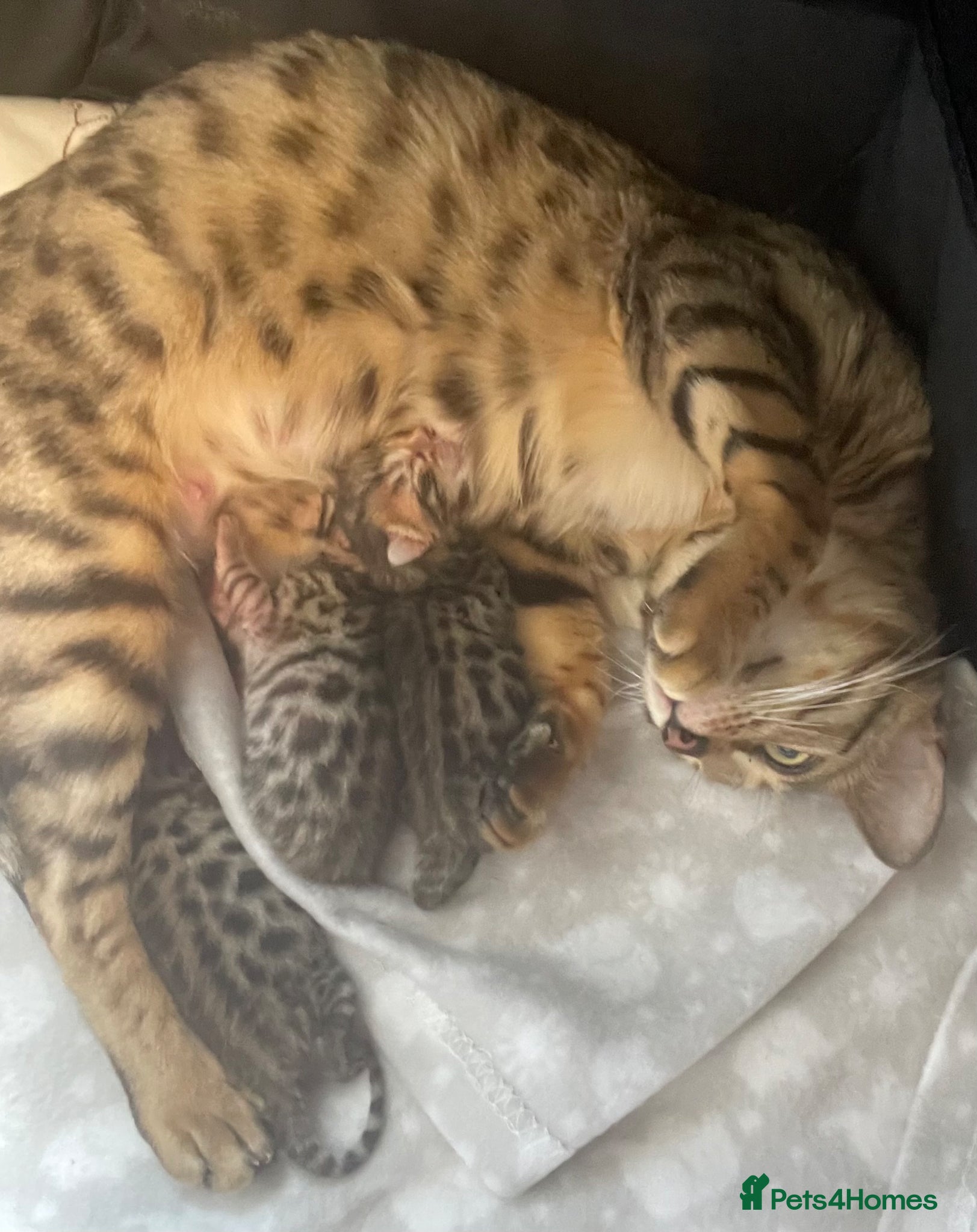 Bengal cats 2 beautiful male bengals kits - Advert 1