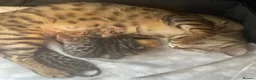 Bengal cats for sale: 2 beautiful male bengals kits - Advert 1