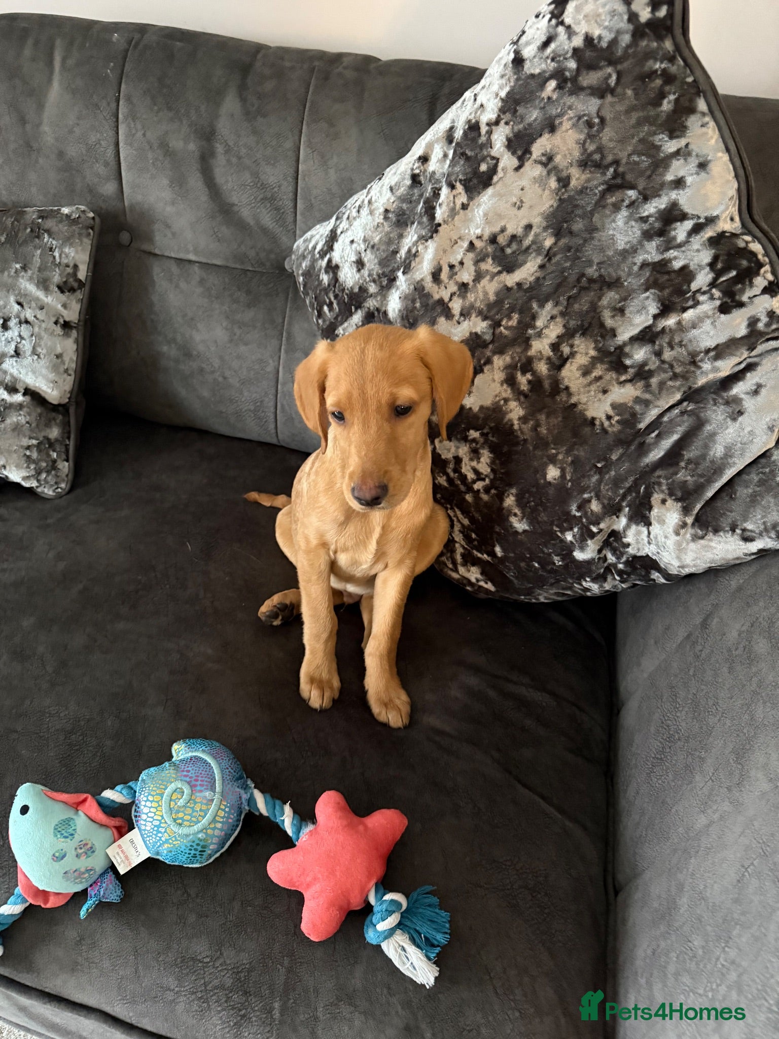 Labrador Retriever dogs Fox red labrador - Advert 2