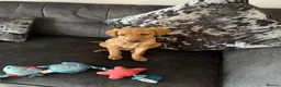 Labrador Retriever dogs for sale: Fox red labrador in Stockton-on-Tees - Advert 1