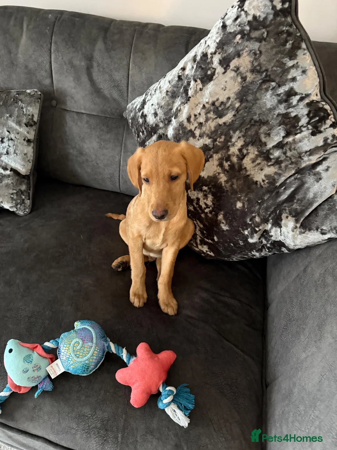 Labrador Retriever dogs for sale: Fox red labrador in Stockton-on-Tees - Advert 1