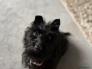 Scottish Terrier dogs Female Scottish terrier - Advert 9