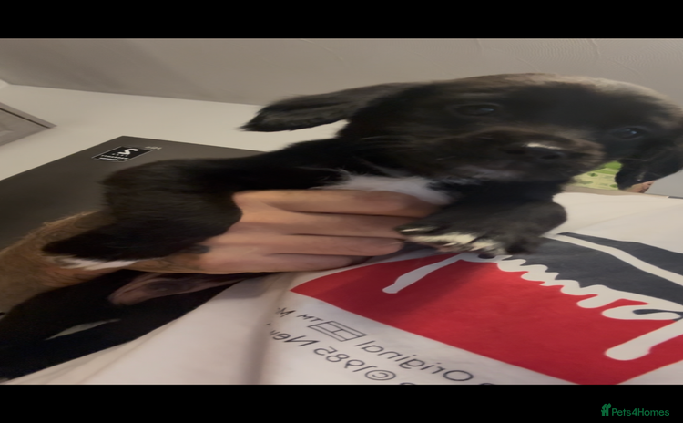 Springador dogs - Advert 2