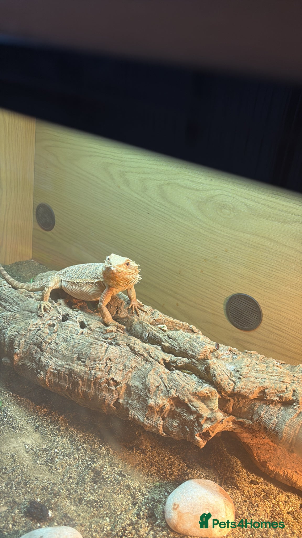 Dragon reptiles Bearded dragon and enclosure  - Advert 1