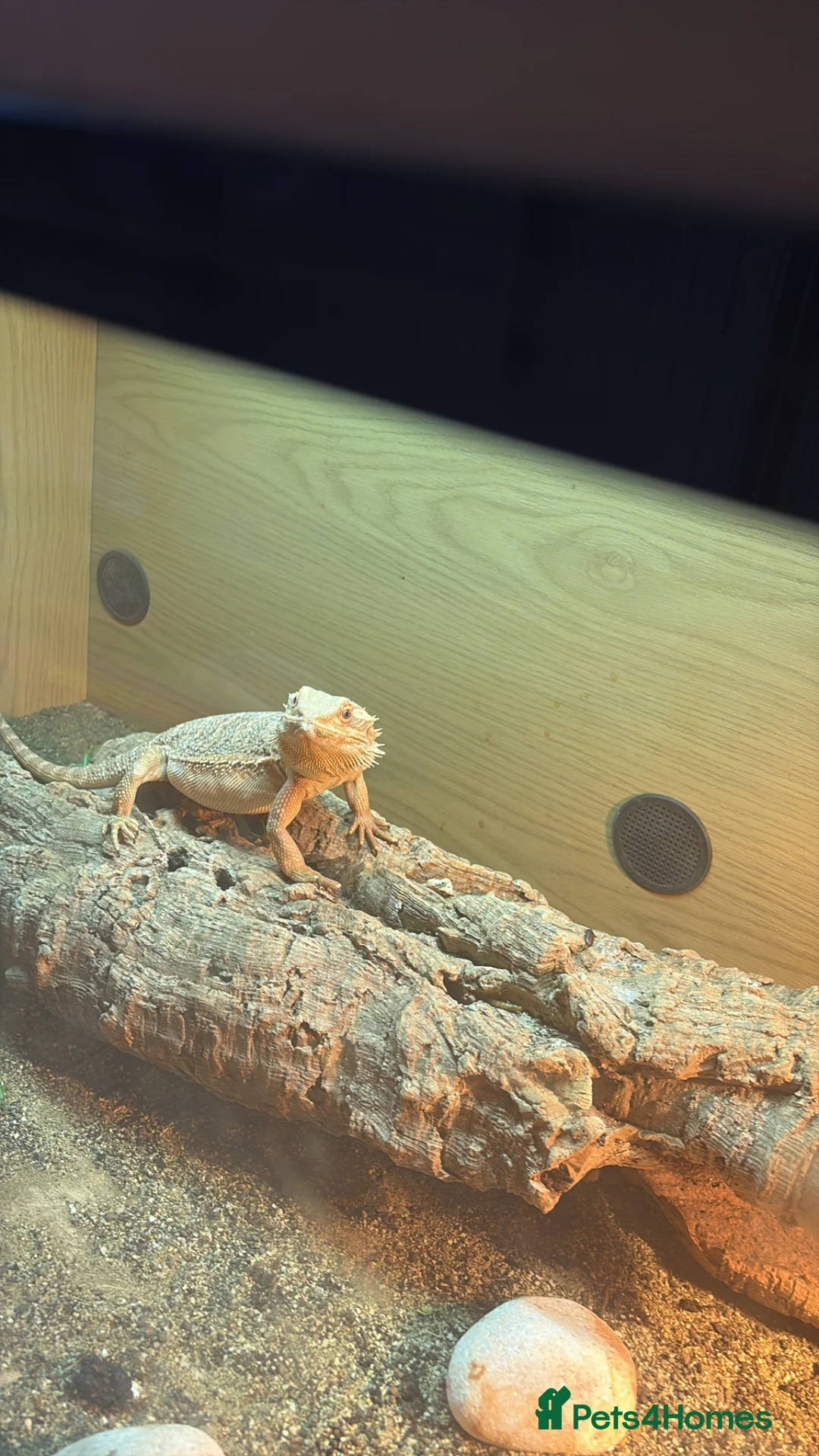 Dragon reptiles for sale: Bearded dragon and enclosure  - Advert 1