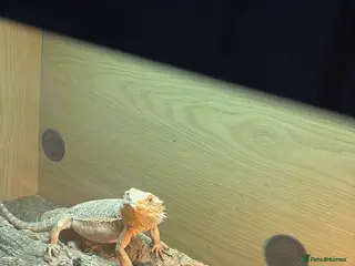 Dragon reptiles Bearded dragon and enclosure - Advert 1