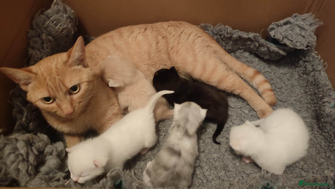 British Shorthair cats for sale: White and cream kittens!!! 😻 - Advert 10