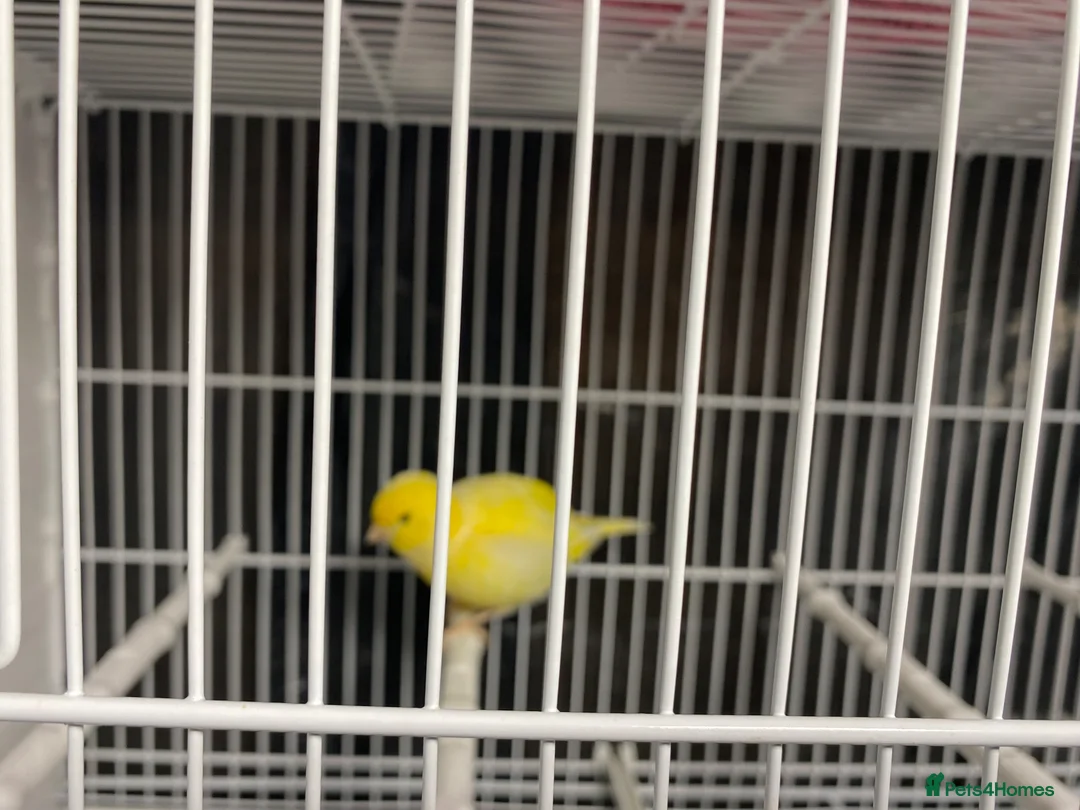 Canaries birds for sale: Fife canaries for sale in Crawley - Advert 1