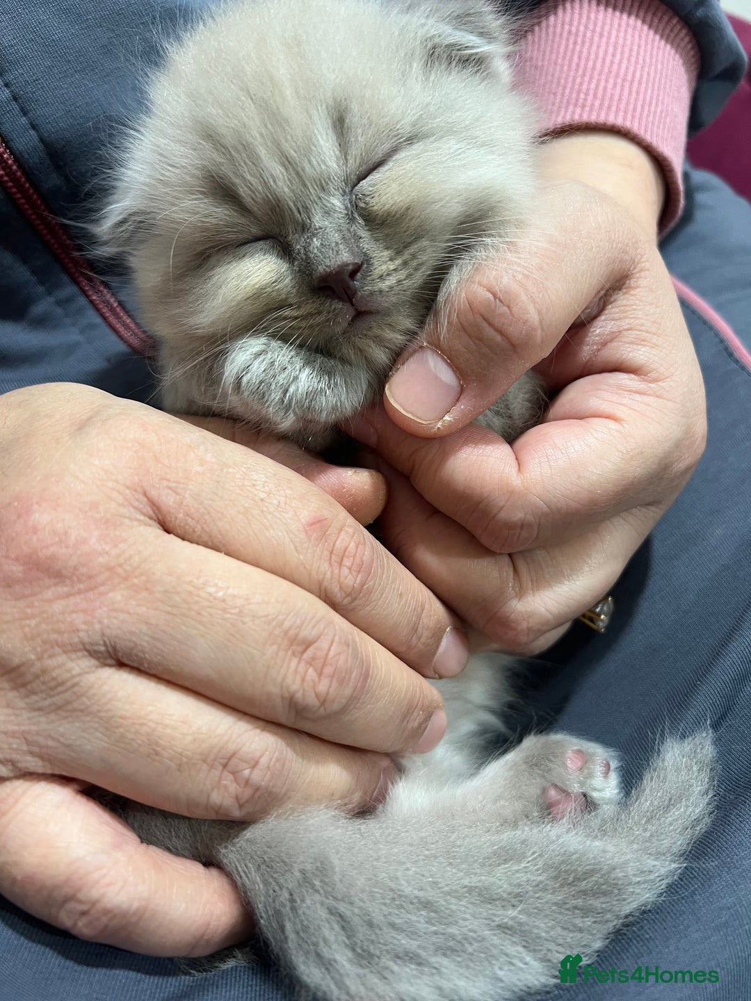 Scottish Fold cats for sale: Beautiful Scottish fold🌹☺️ - Advert 2