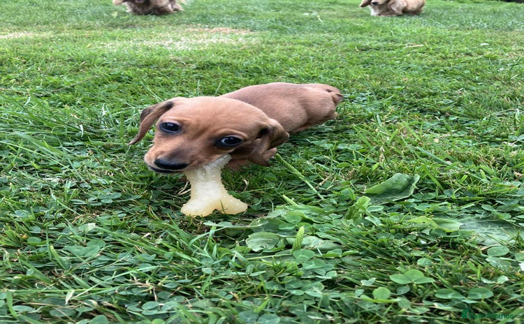 Miniature Dachshund dogs - Advert 1