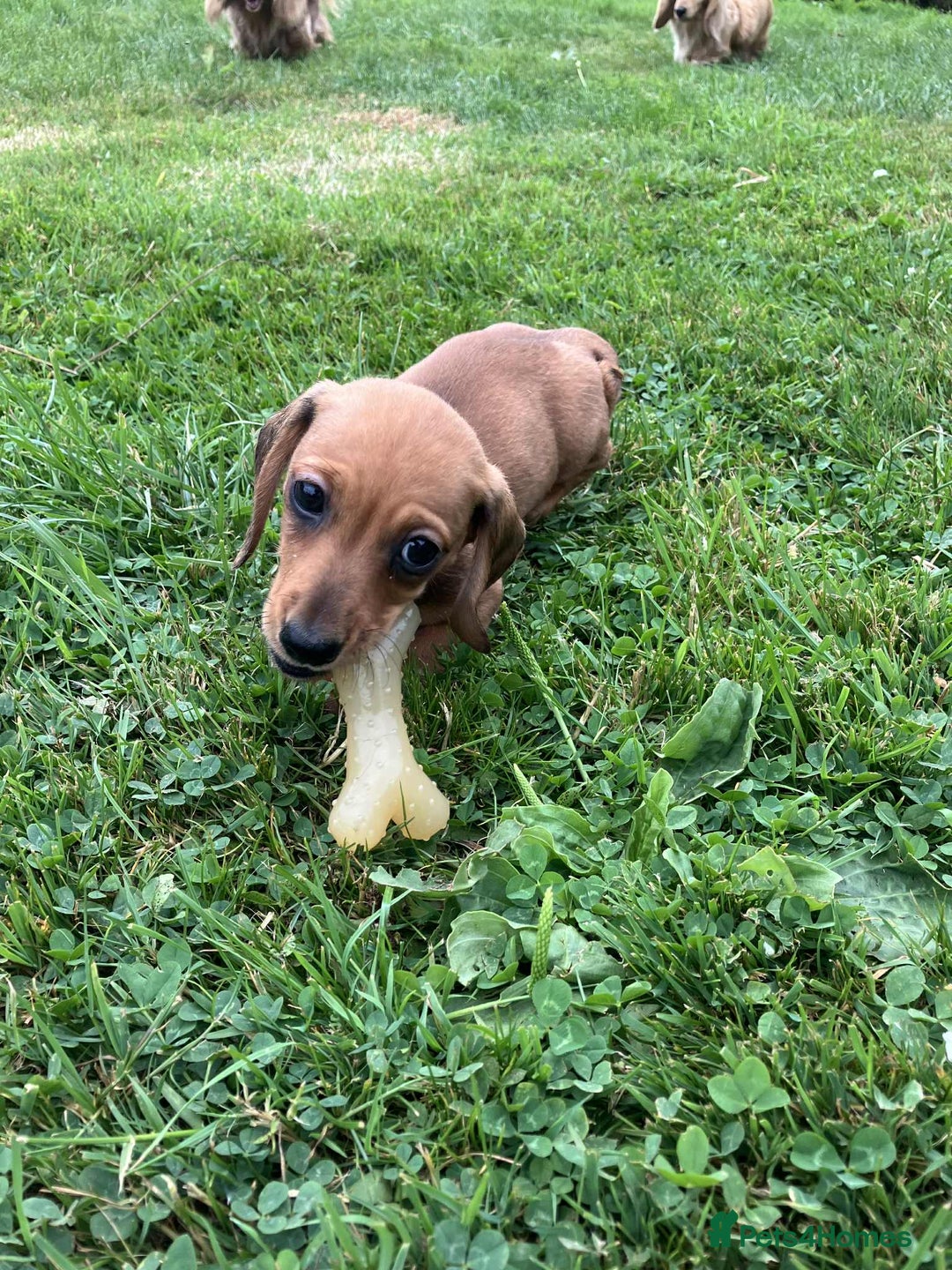 Miniature Dachshund dogs for sale: Miniature smooth haired dachshund puppies - Image 13