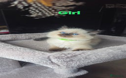 Ragdoll cats for sale: Ragdoll kittens  - Image 9