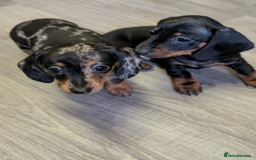 Miniature Dachshund dogs for sale: Beautiful Miniature Dachshunds Puppies - Image 3
