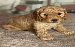 Cockapoo dogs for sale: Adorable Cockapoo Puppies - Image 6