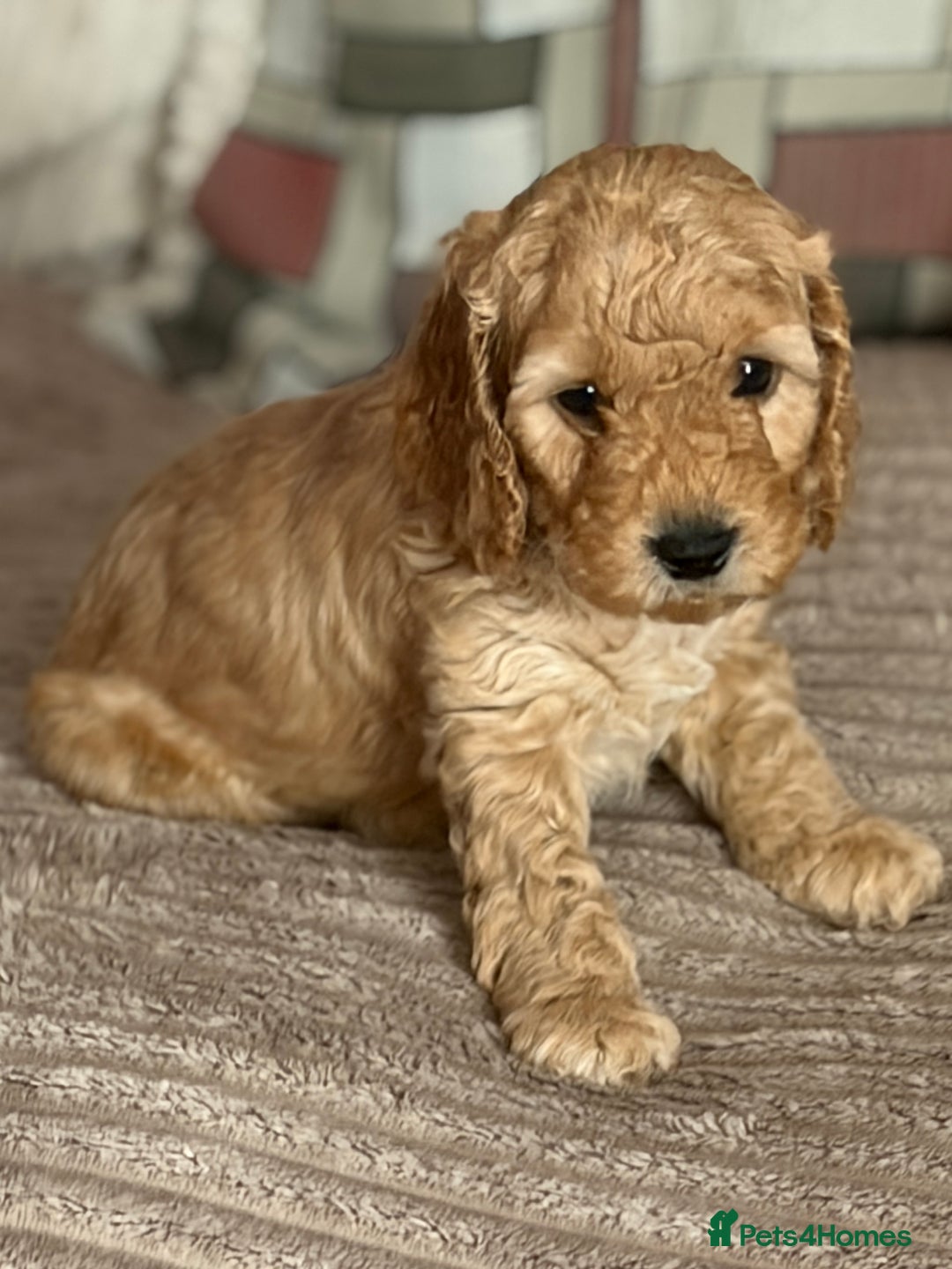 Cockapoo dogs for sale: Adorable Cockapoo Puppies - Image 6