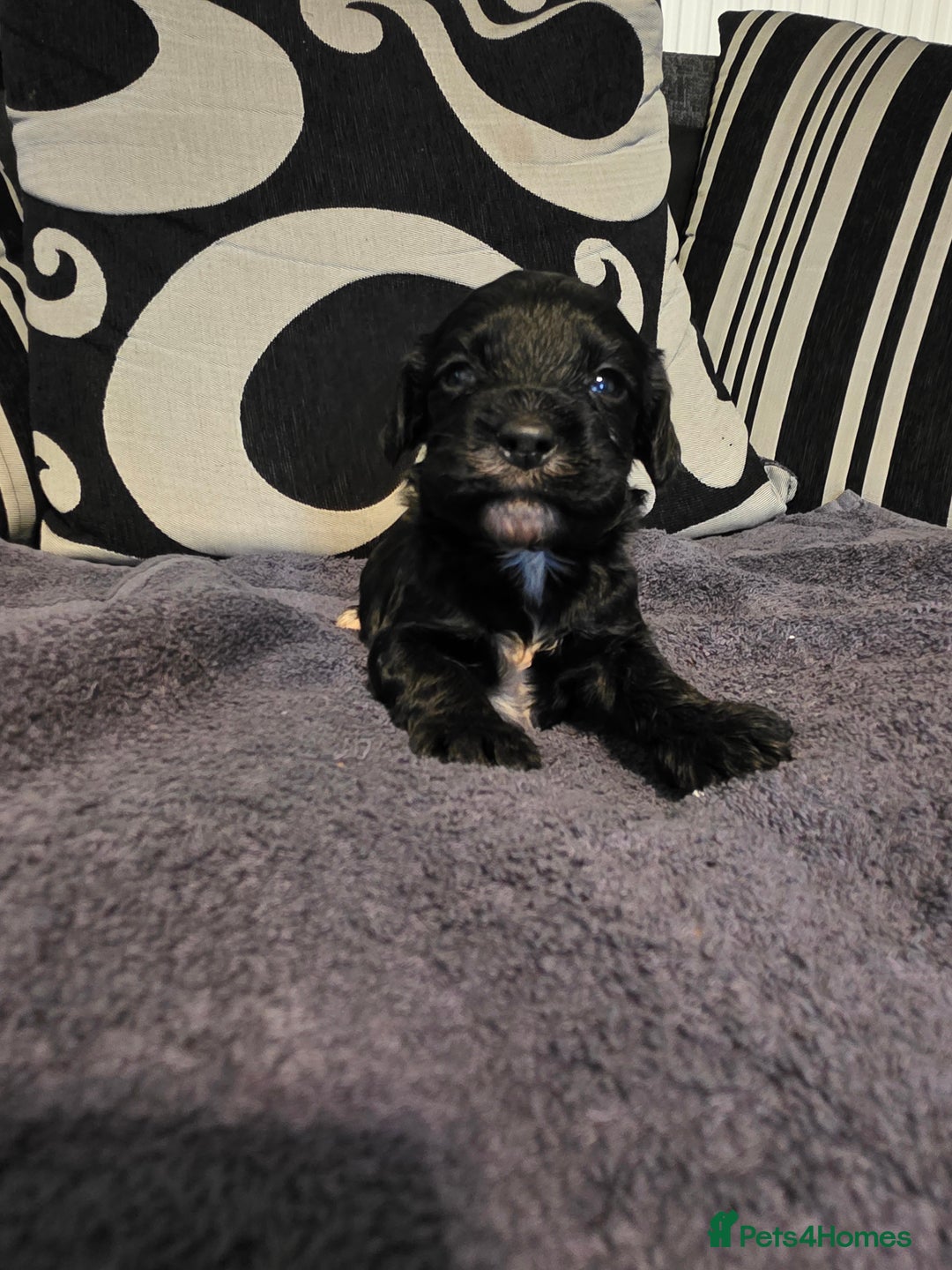 Cockapoo dogs for sale: F1B Cockapoo puppies - Advert 2