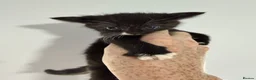 Mixed Breed cats for sale: 4 beautiful kittens  - Advert 26