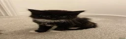 Mixed Breed cats for sale: 3 cats  in Boston - Advert 2