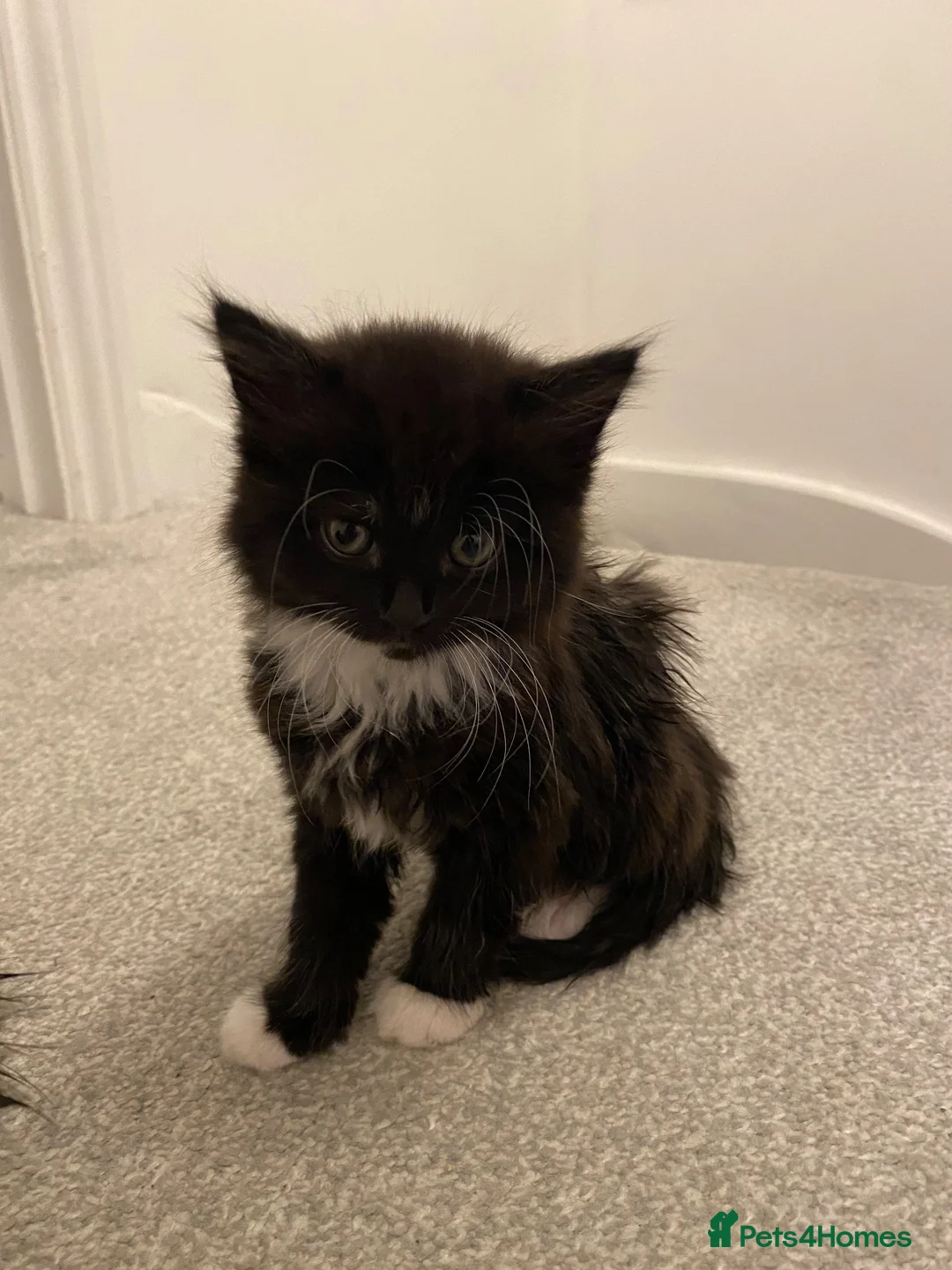Mixed Breed cats for sale: 3 cats  in Boston - Advert 2