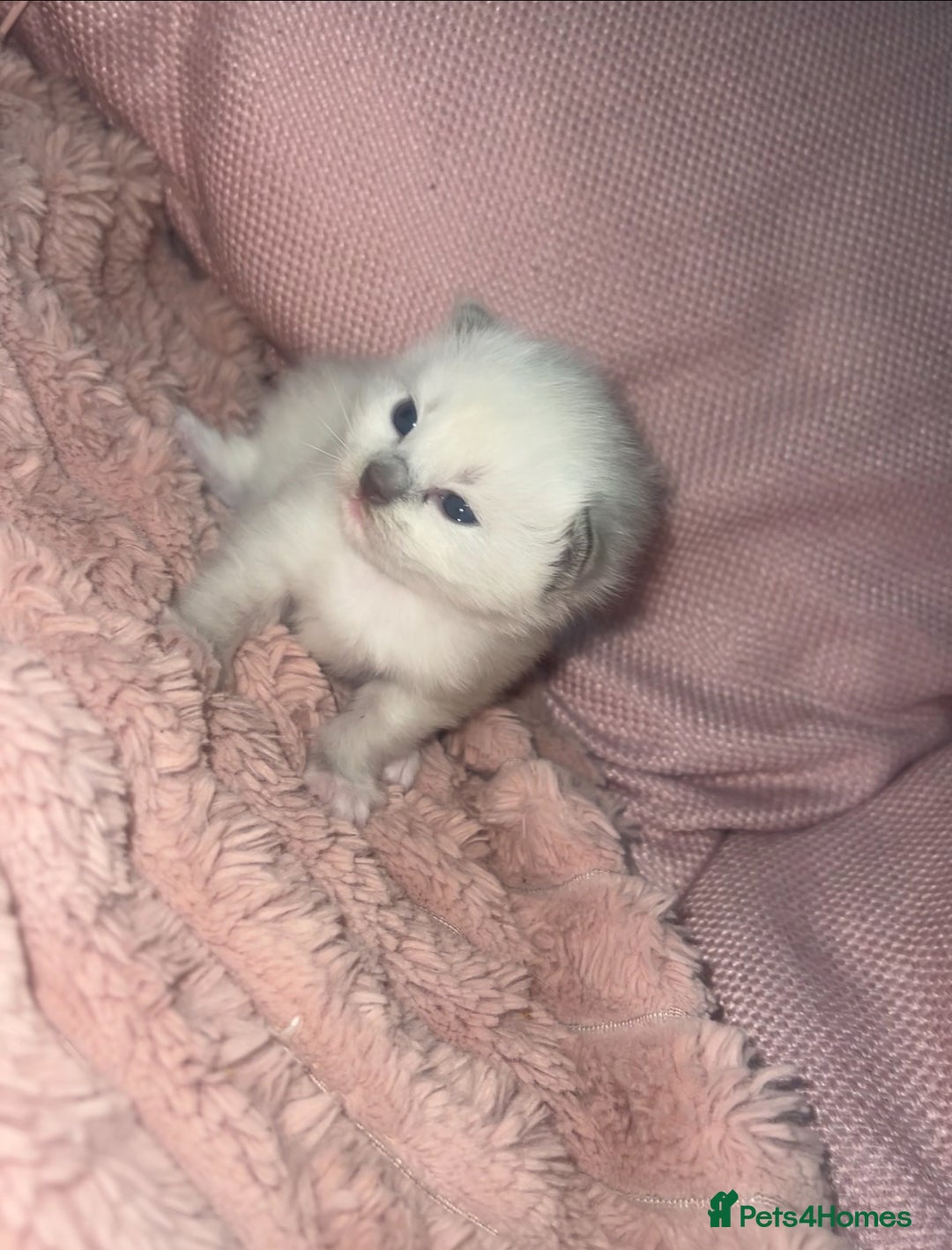 Ragdoll cats for sale: Purebred blue point ragdoll kittens  - Advert 16