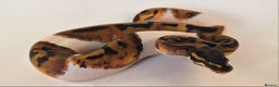 Python Snake reptiles for sale: Stunning Female Royal python Piebald  - Advert 2