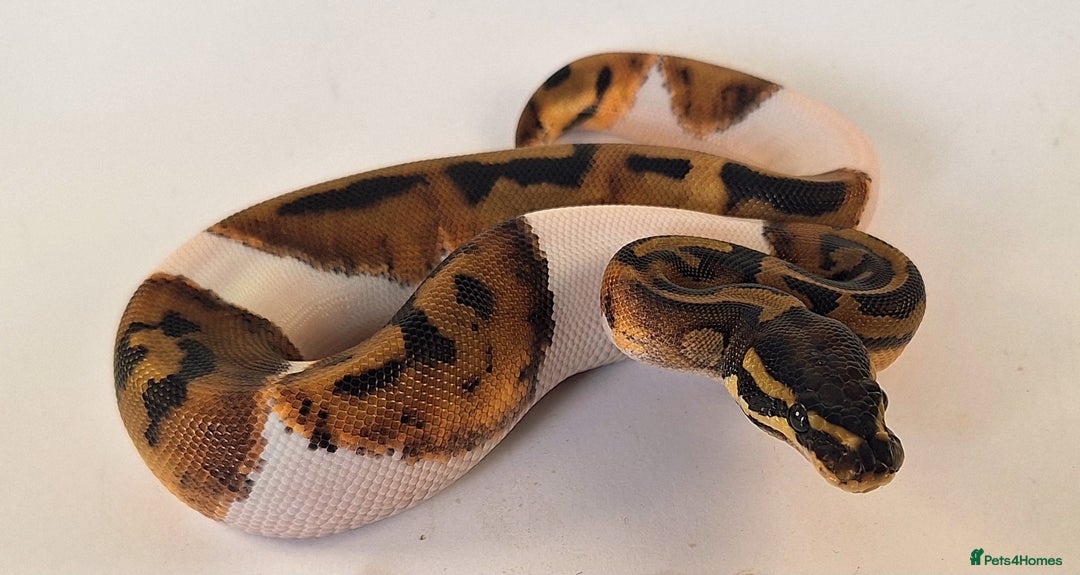 Python Snake reptiles for sale: Stunning Female Royal python Piebald  - Advert 2
