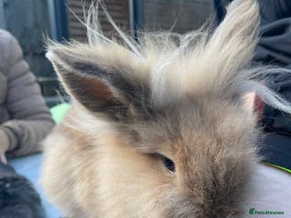 Lionhead rabbits Lionhead female looking for new home - Advert 1