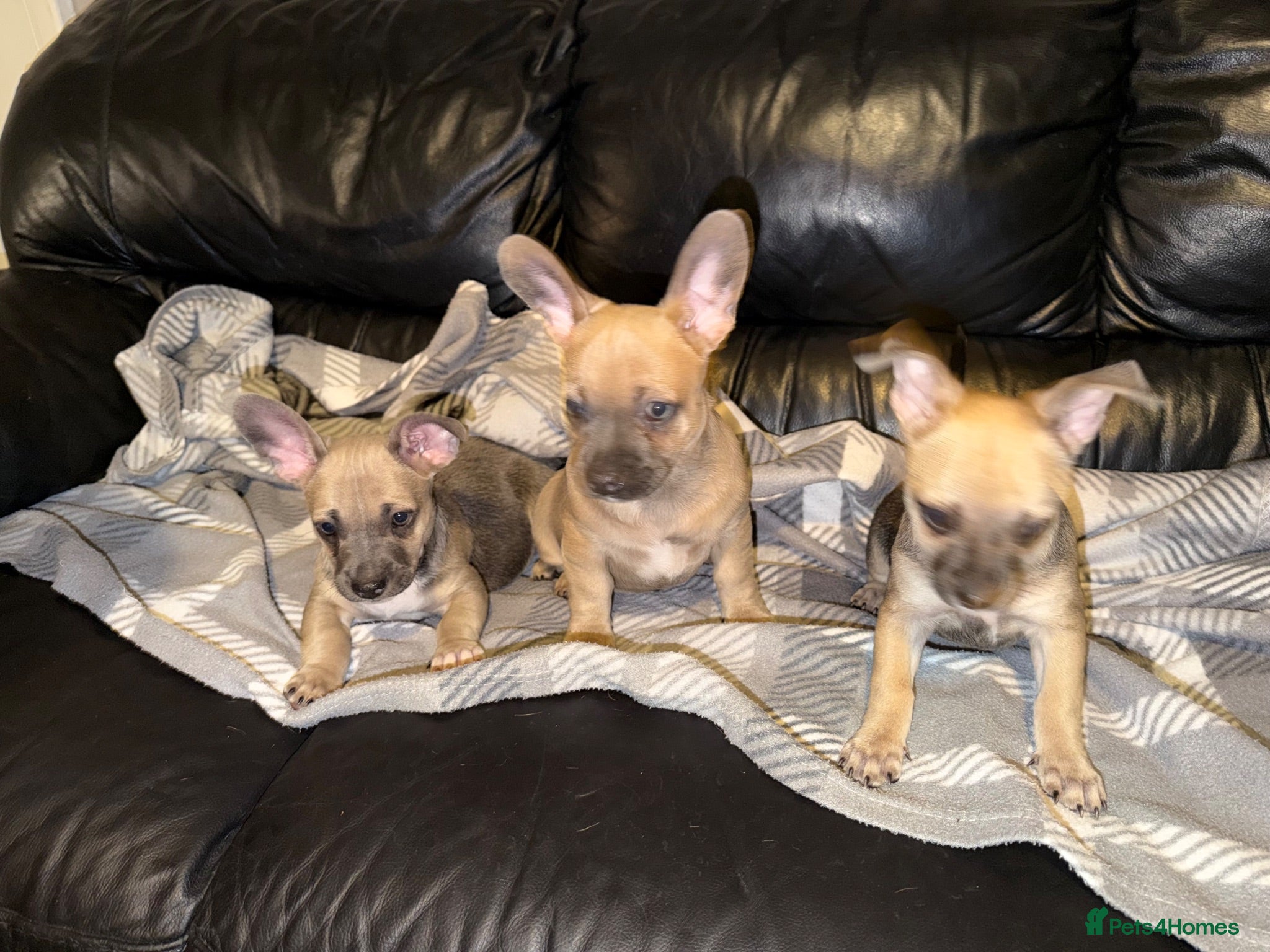 Mixed Breed dogs READY NOW French Bull dog cross Chihuahua puppies  - Advert 1
