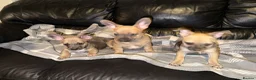 Mixed Breed dogs for sale: READY NOW French Bull dog cross Chihuahua puppies  - Advert 1