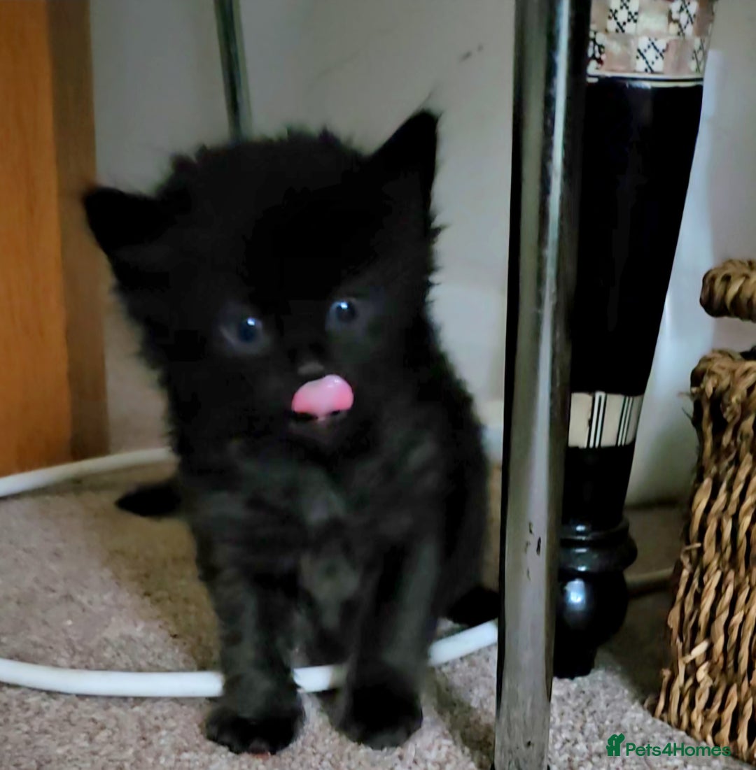 Mixed Breed cats for sale: Elven Bengal Mixes - Advert 8