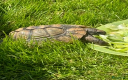 Tortoise reptiles for sale: 3 x marginated tortoises - Image 1
