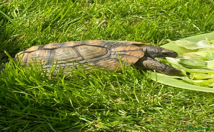 Tortoise reptiles - Advert 3