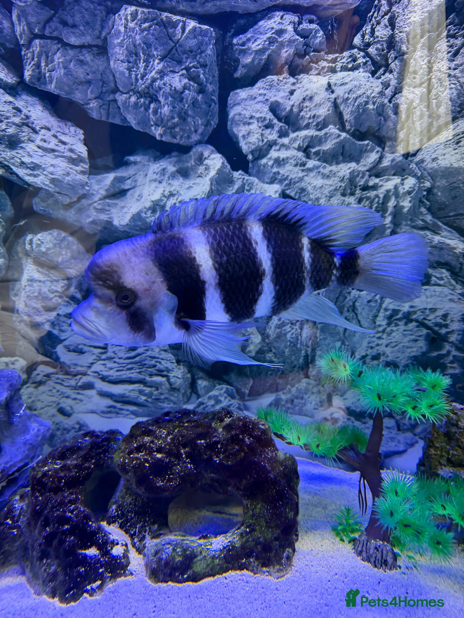 Cichlids fish Frontosa breeding group - Advert 1