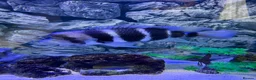 Cichlids fish for sale: Frontosa breeding group - Advert 1