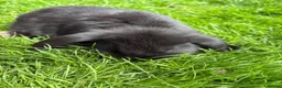 Mini Lop rabbits for sale: Beautiful pure breed mini lops😍 - Advert 15
