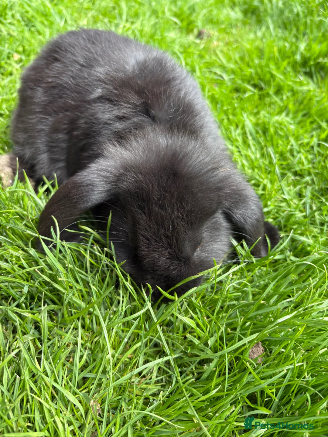 Mini Lop rabbits for sale: Beautiful pure breed mini lops😍 - Advert 3